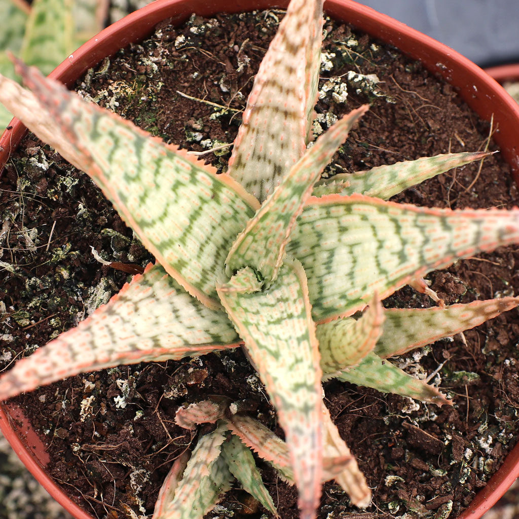 Aloe 'Goby' [large] Questions & Answers