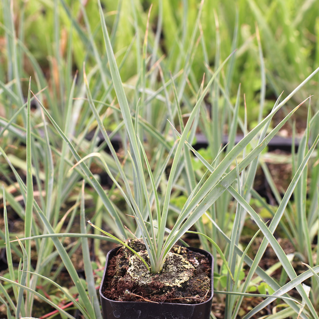 How tall does Yucca Rostrata grow?