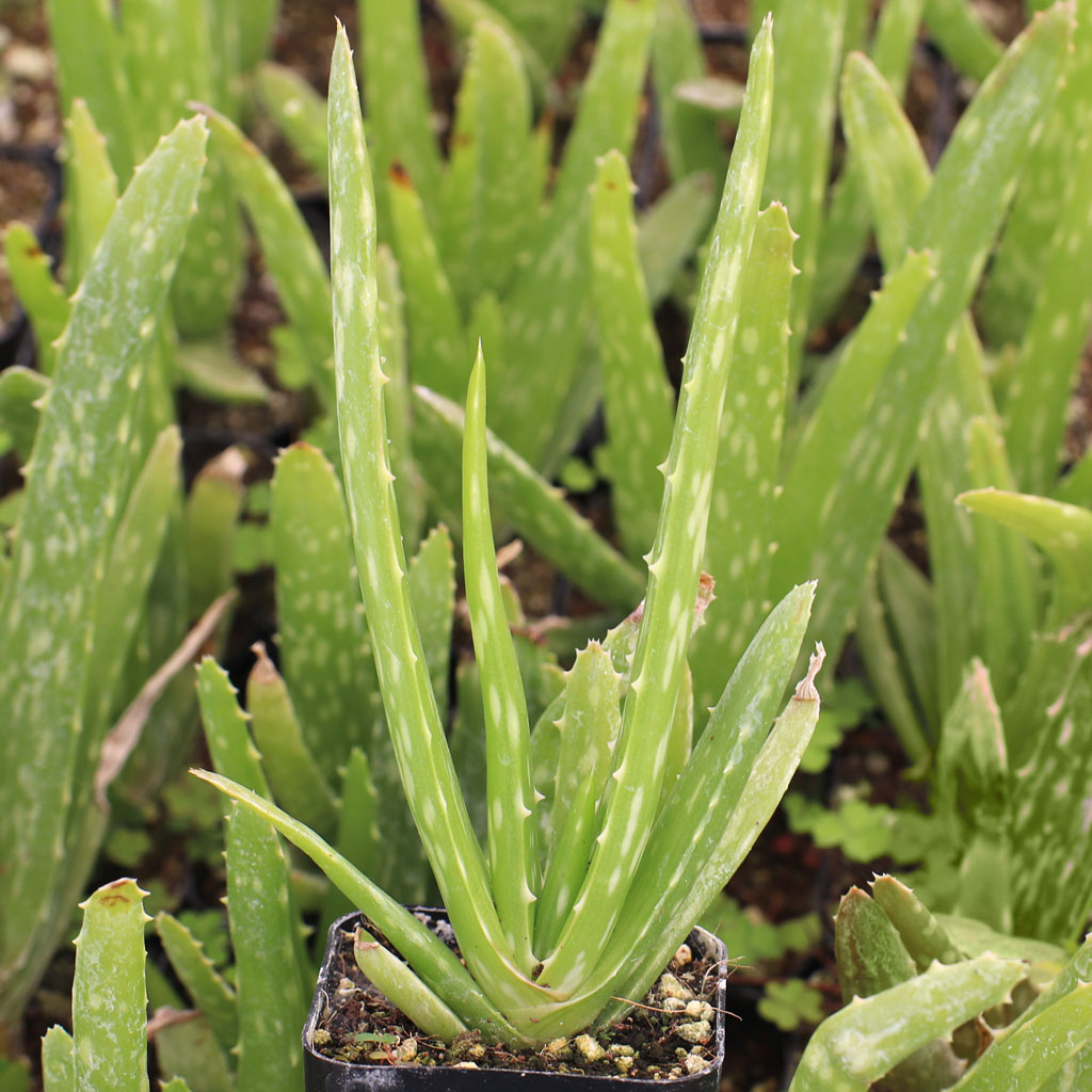 Aloe vera Questions & Answers