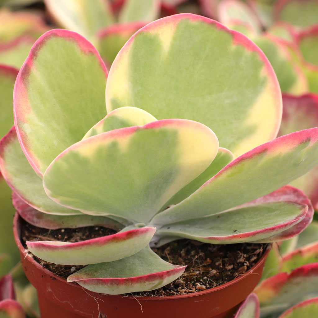 Kalanchoe 'Fantastic' - Variegated Paddle Plant [large] Questions & Answers