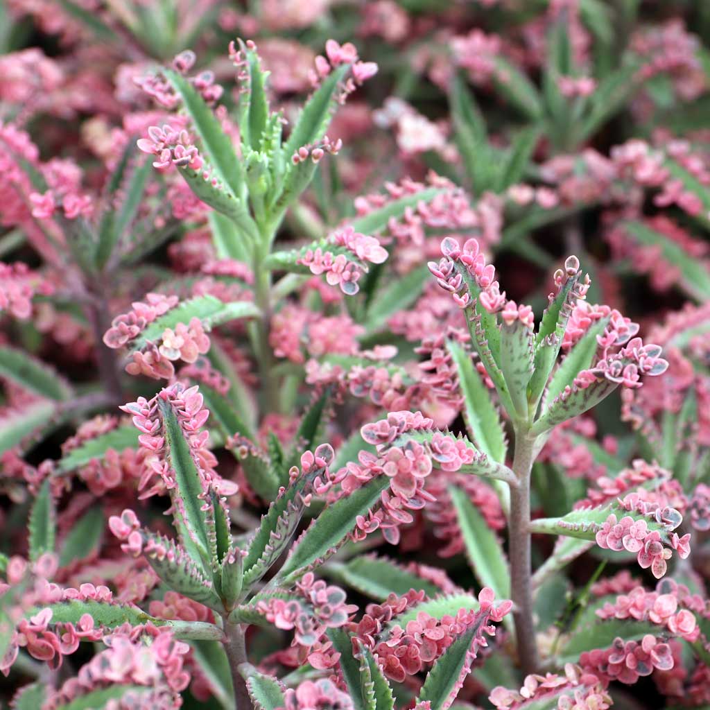 Why are my pink butterflies turning a light pink?