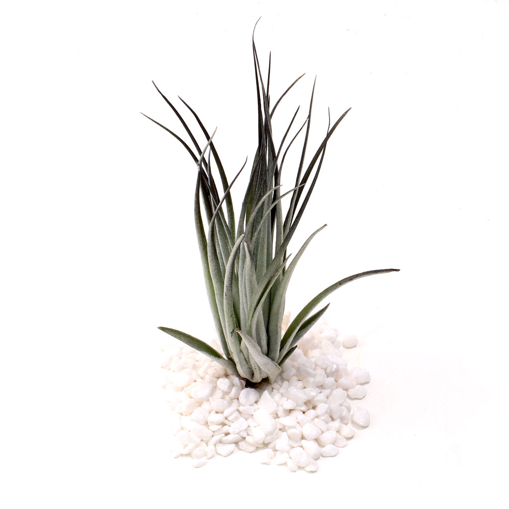 Air Plant - Tillandsia 'Houston' (black, enhanced) [3.0-4.0"] Questions & Answers