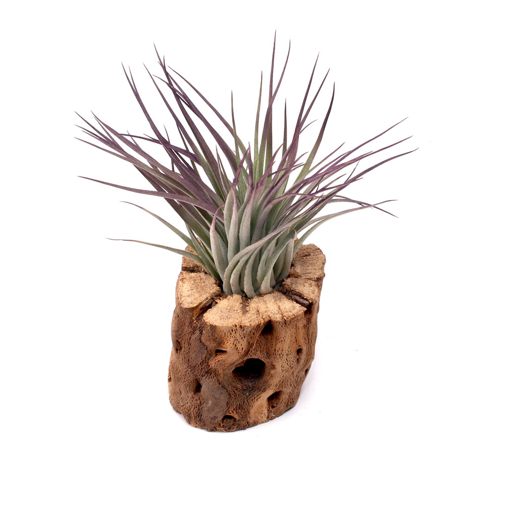 Cholla Wood - Small Thick [3.0"] Questions & Answers