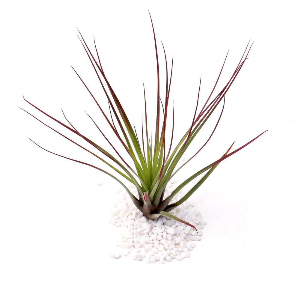 Air Plant - Tillandsia tricolor var. melanocrater [5.0-6.0"] Questions & Answers