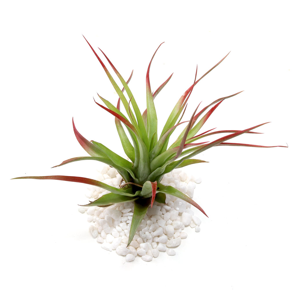 Air Plant - Tillandsia brachycaulos (red, enhanced) [6.0-7.0"] Questions & Answers