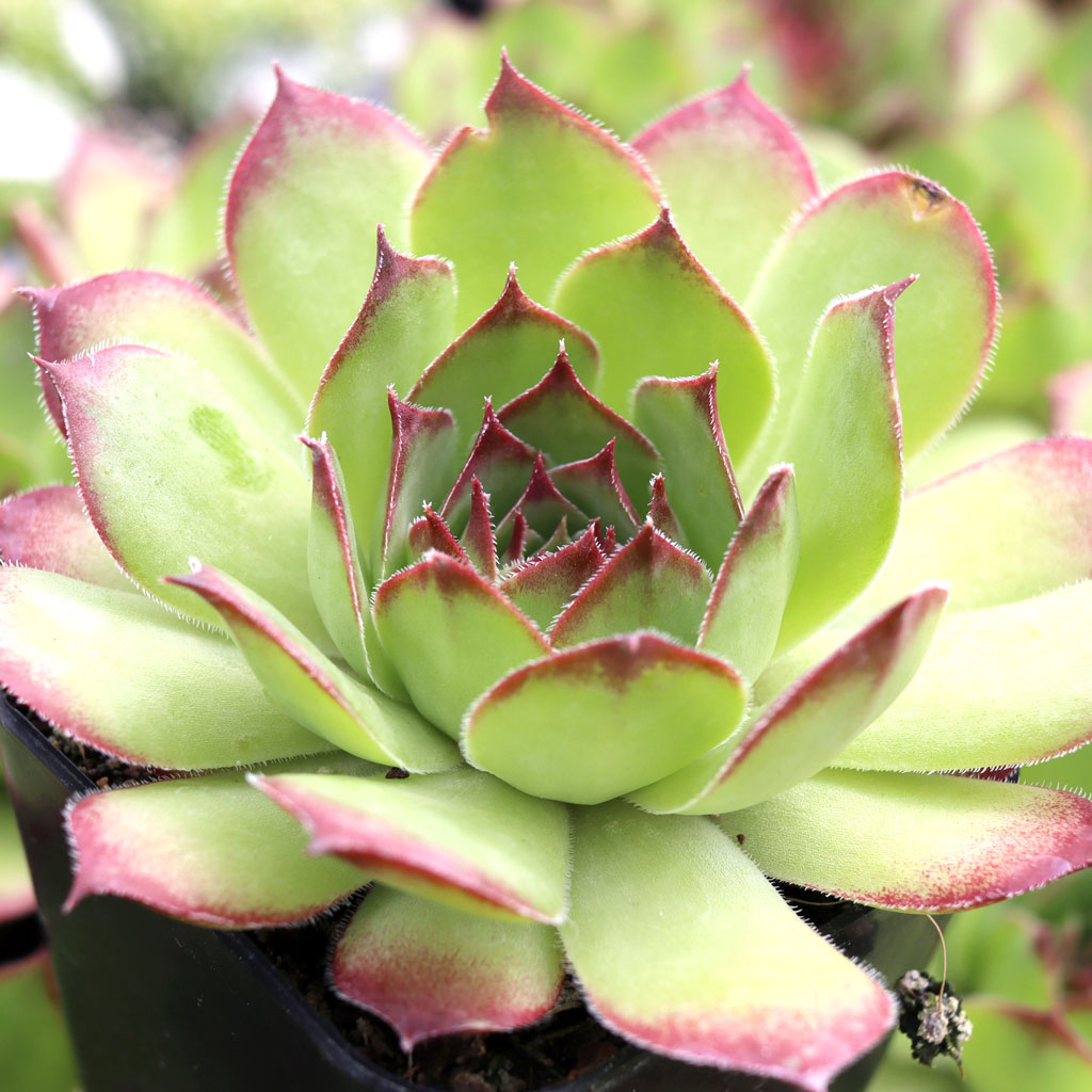 Sempervivum 'Roasted Chestnut' Questions & Answers