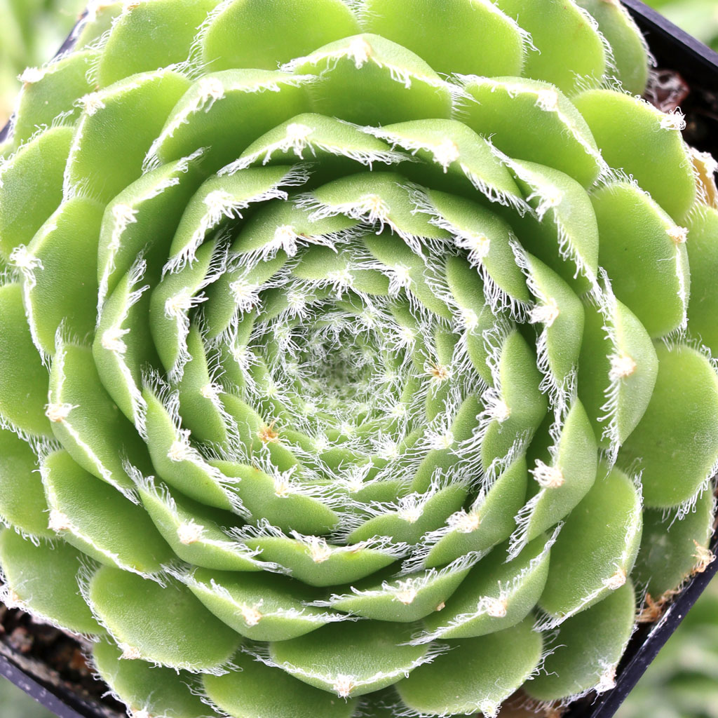 Sempervivum 'Cornelia' Questions & Answers