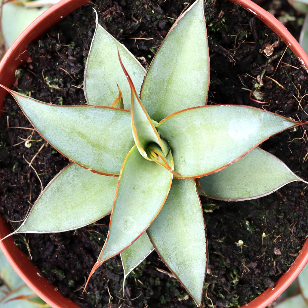 Agave impressa [large] [limited] Questions & Answers