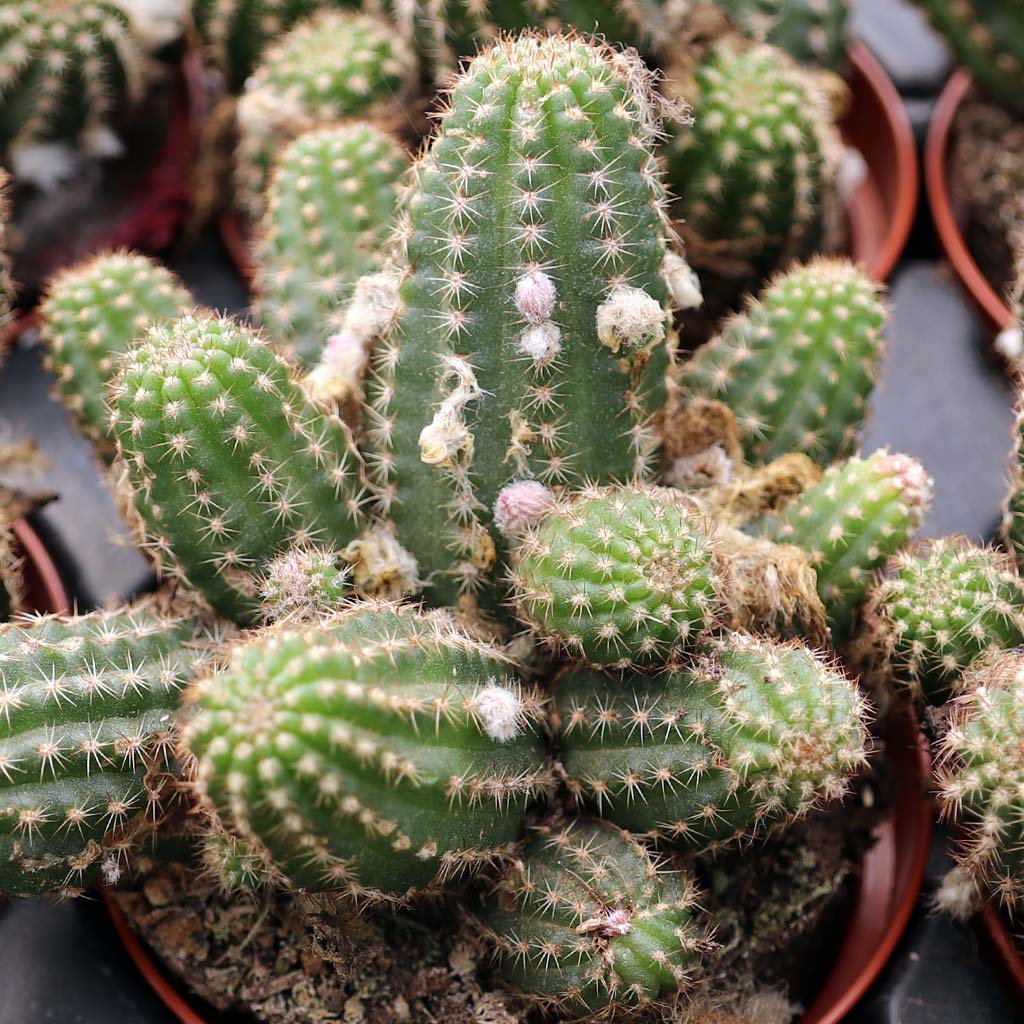 Echinopsis 'Rose Quartz' [large] Questions & Answers