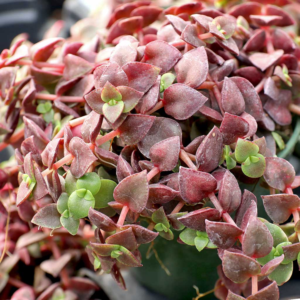 Crassula pellucida f. variegata - Calico Kitten [large] Questions & Answers