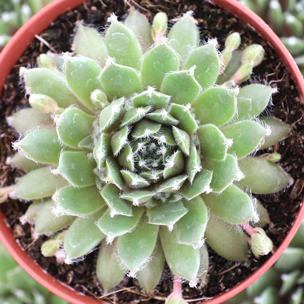 How many rosettes will be in the pot?