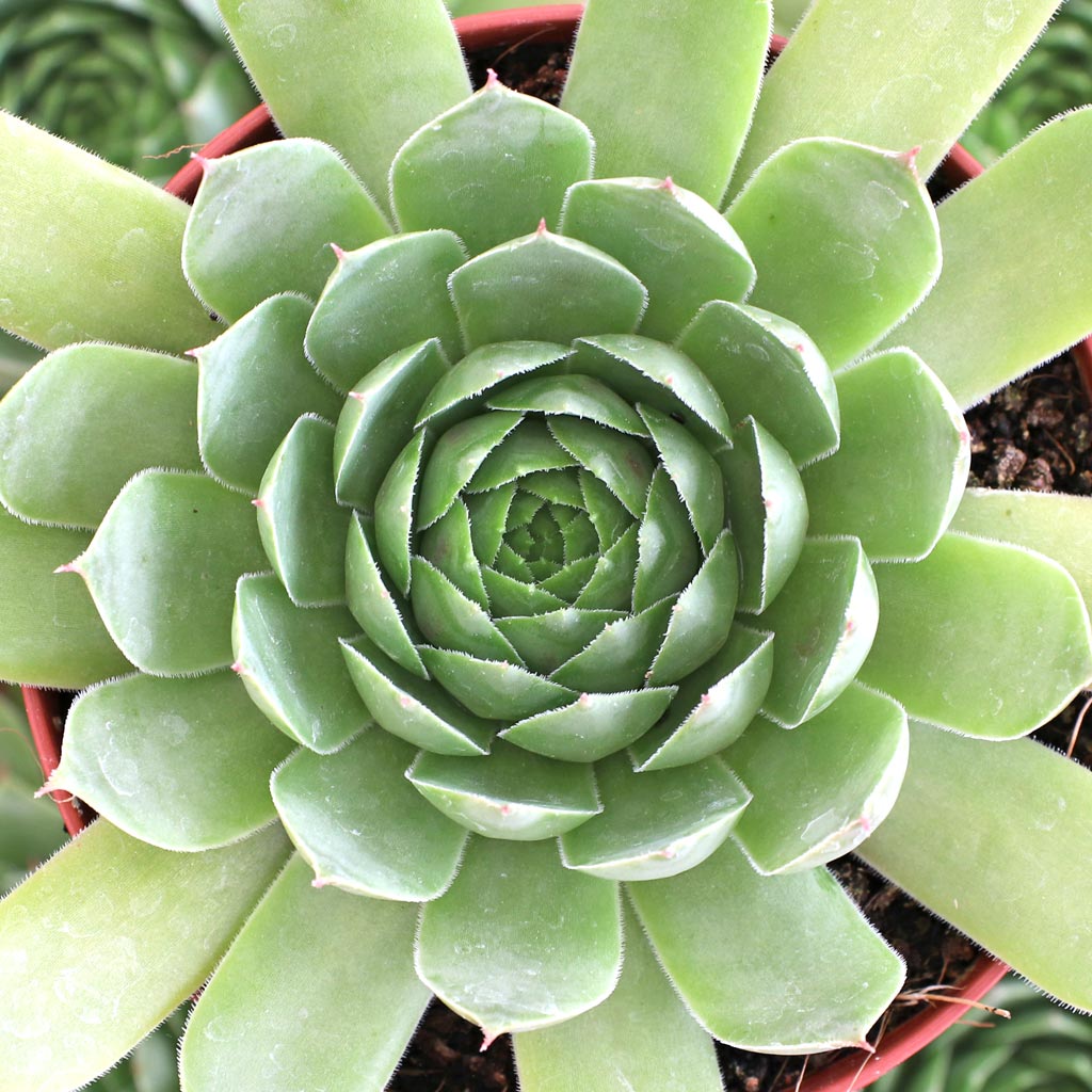 Pictures of Silver King hens and chicks blooming