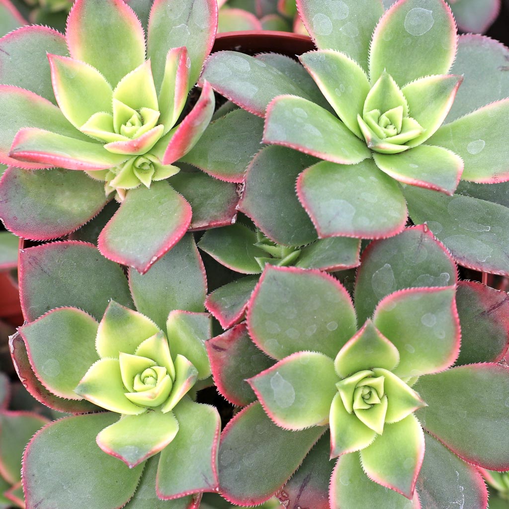 Aeonium 'Kiwi' [large] Questions & Answers