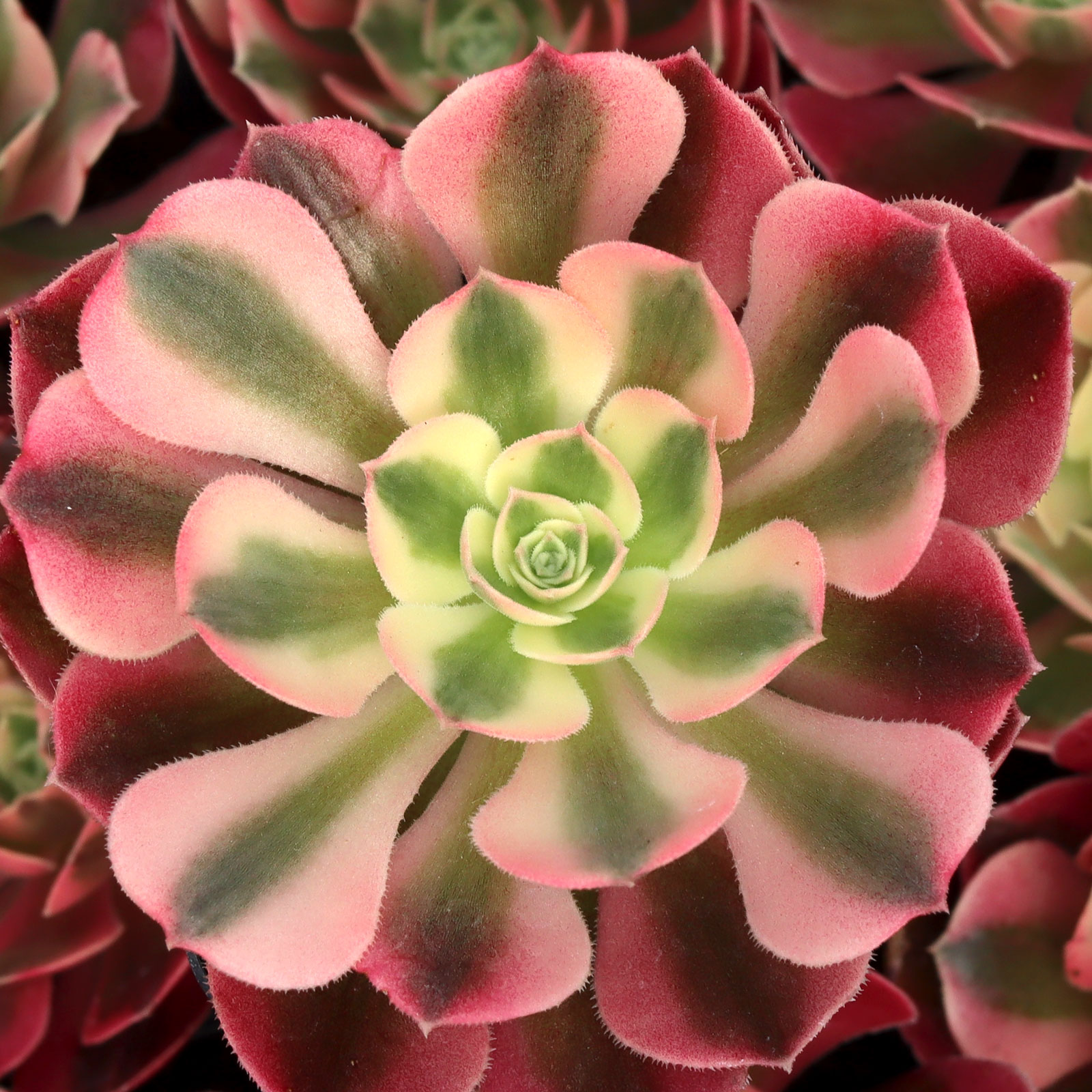 Aeonium 'Pink Witch' Questions & Answers
