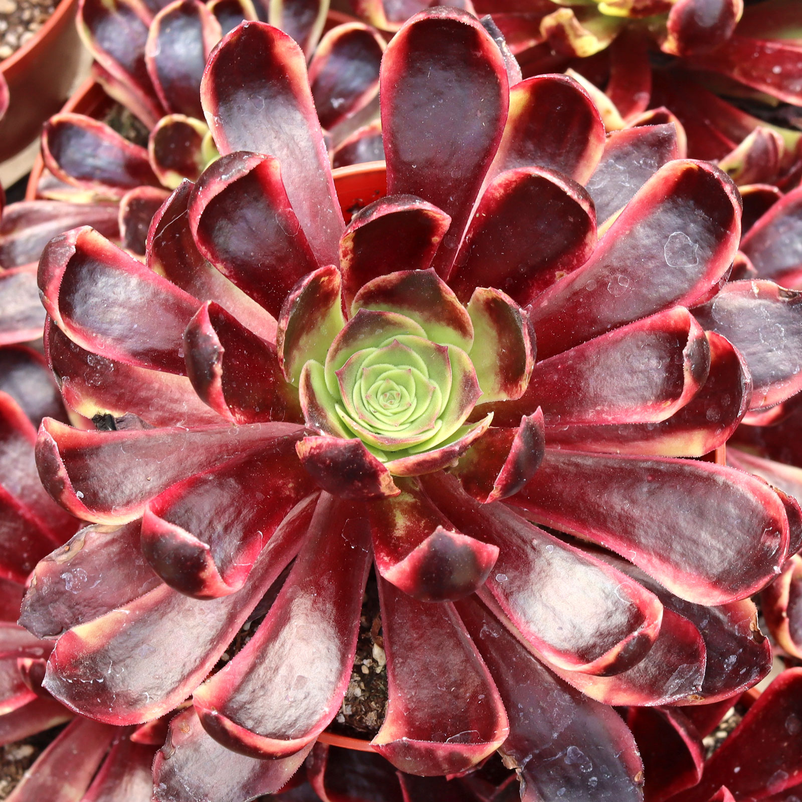 Aeonium 'Superbang' [large] Questions & Answers