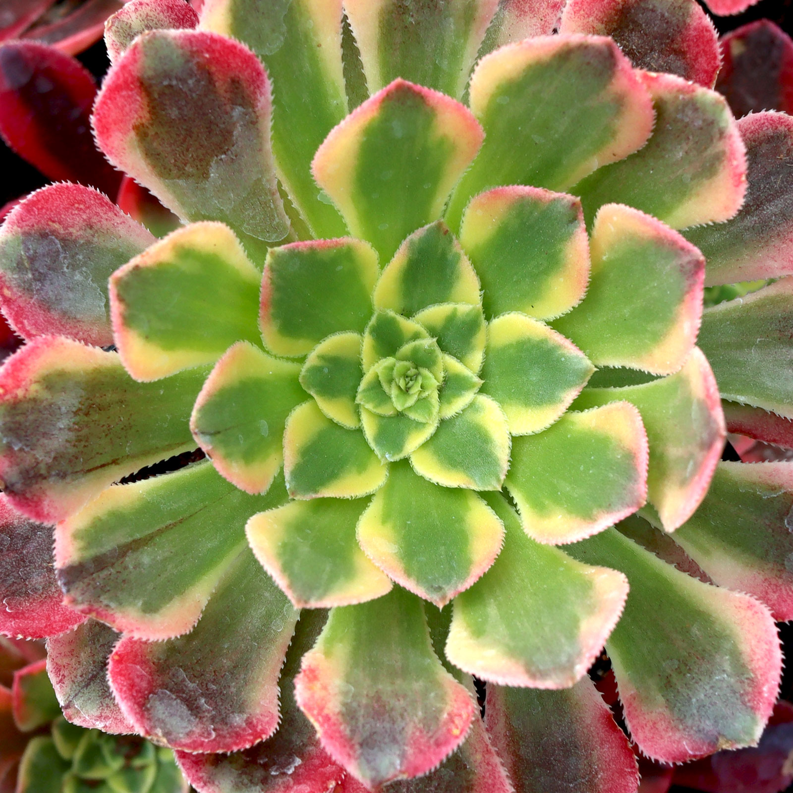 Aeonium 'God of Fire' Questions & Answers