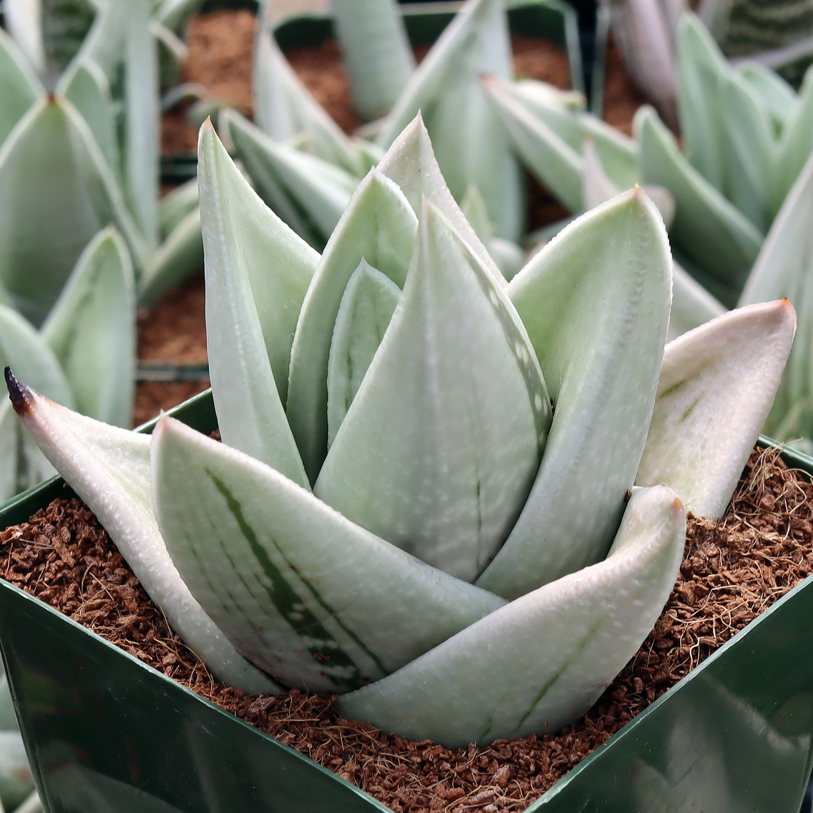 Gasteraloe 'Green Ice' [large] [bare root] Questions & Answers