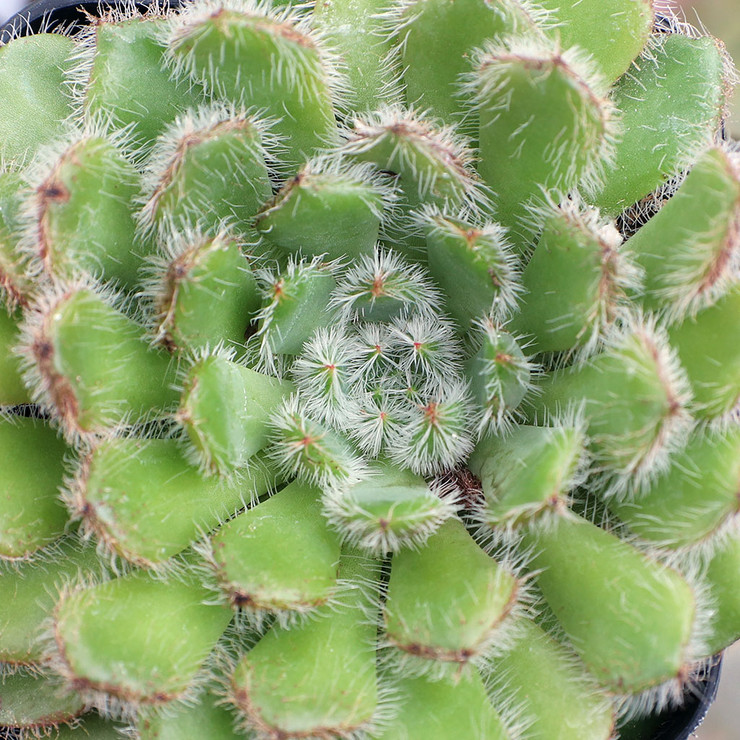 Echeveria setosa [large] Questions & Answers