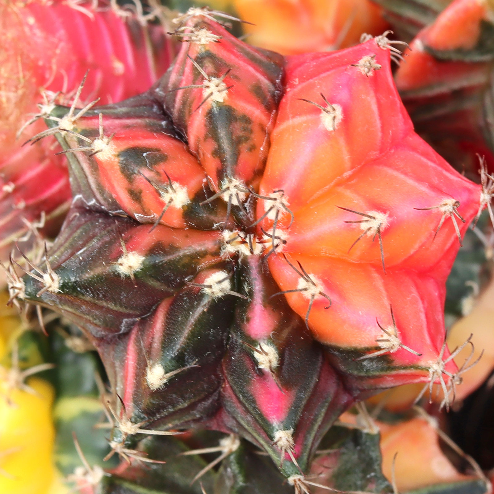 Gymnocalycium mihanovichii f. variegata - 50% Variegated Moon Cactus [1.5-2"] [bare root] Questions & Answers
