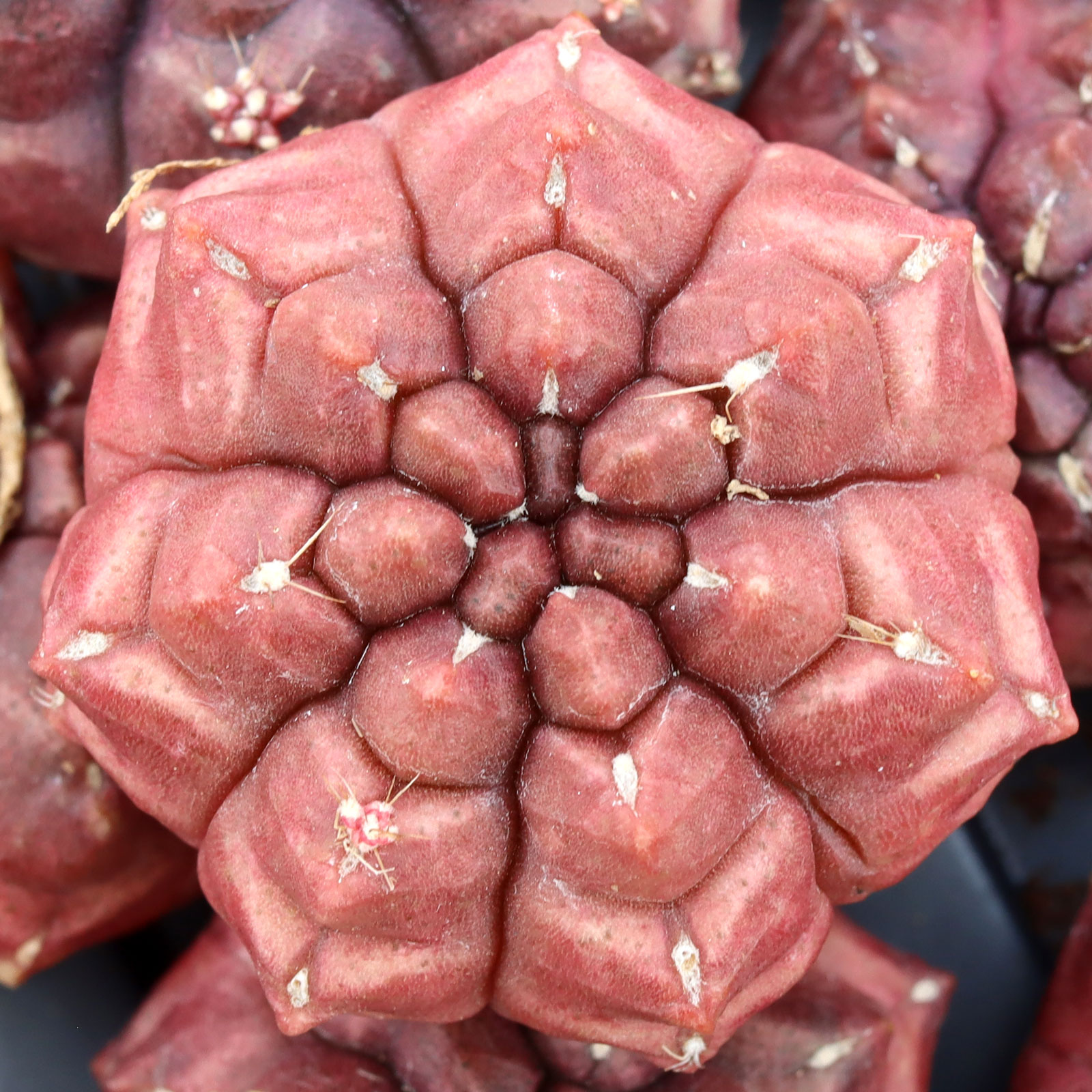 Gymnocalycium capillense 'Day Dream' [1-1.5"] [bare root] Questions & Answers