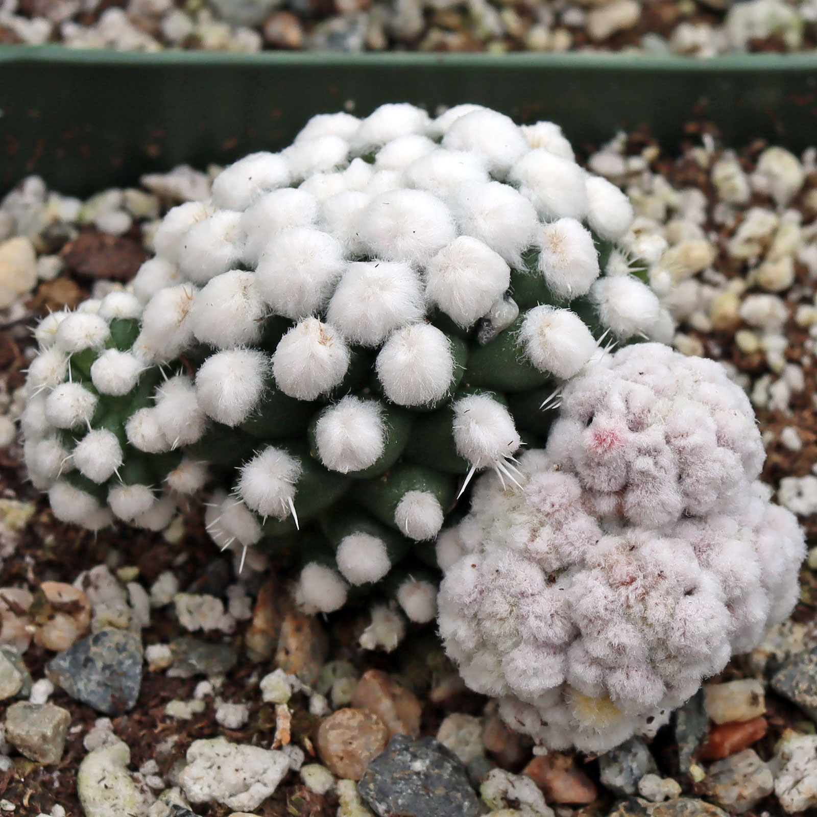Mammillaria gracilis 'Oruga' [large] Questions & Answers