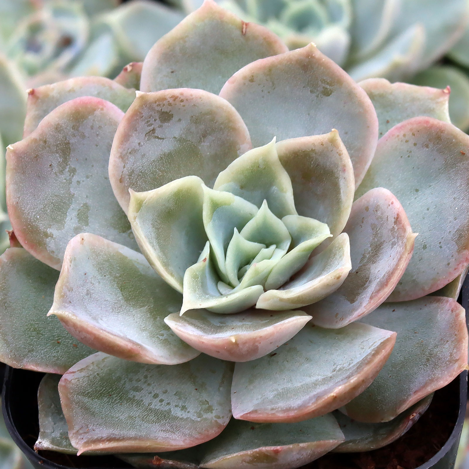 Echeveria 'Ghost Buster' Questions & Answers