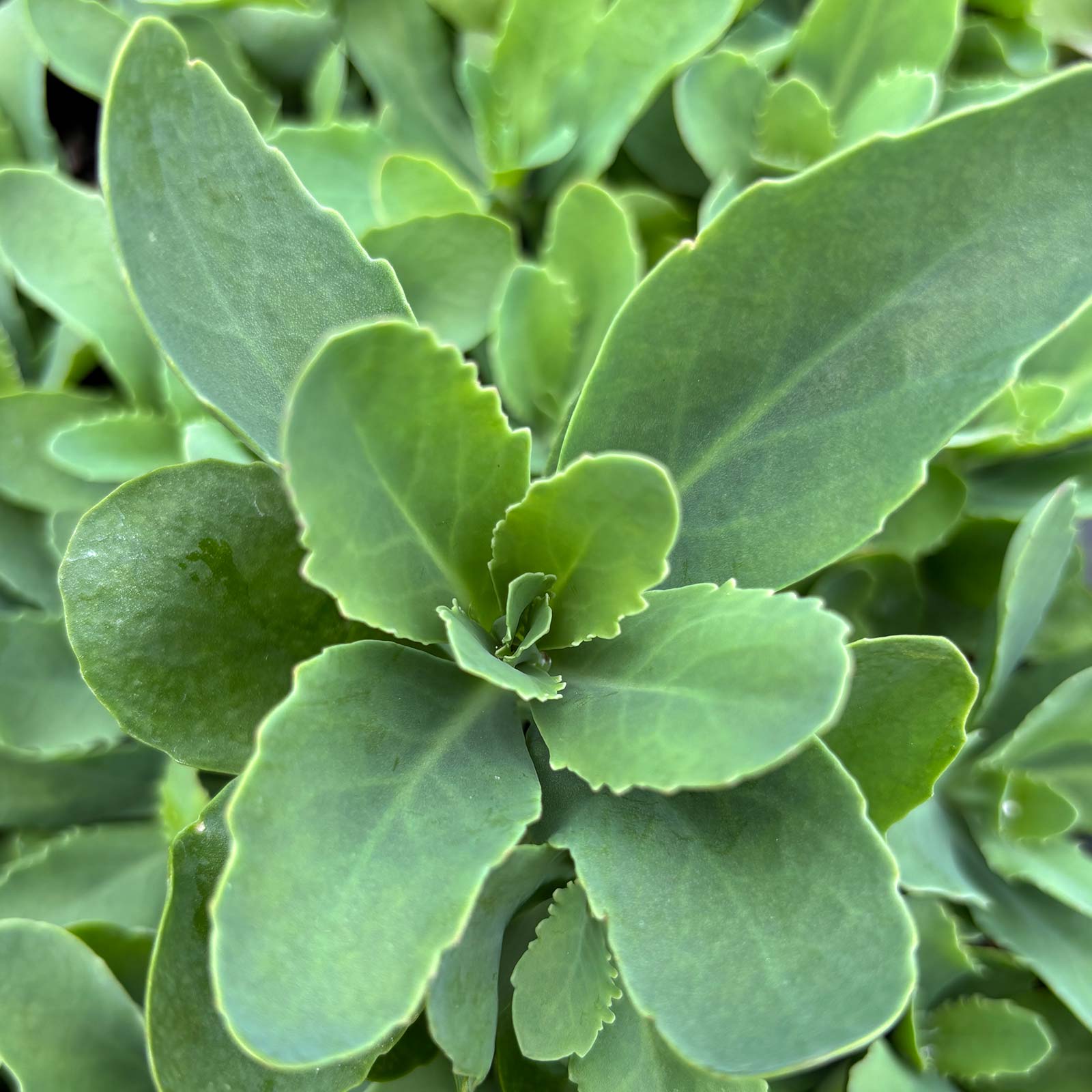 Sedum 'Carl' Questions & Answers