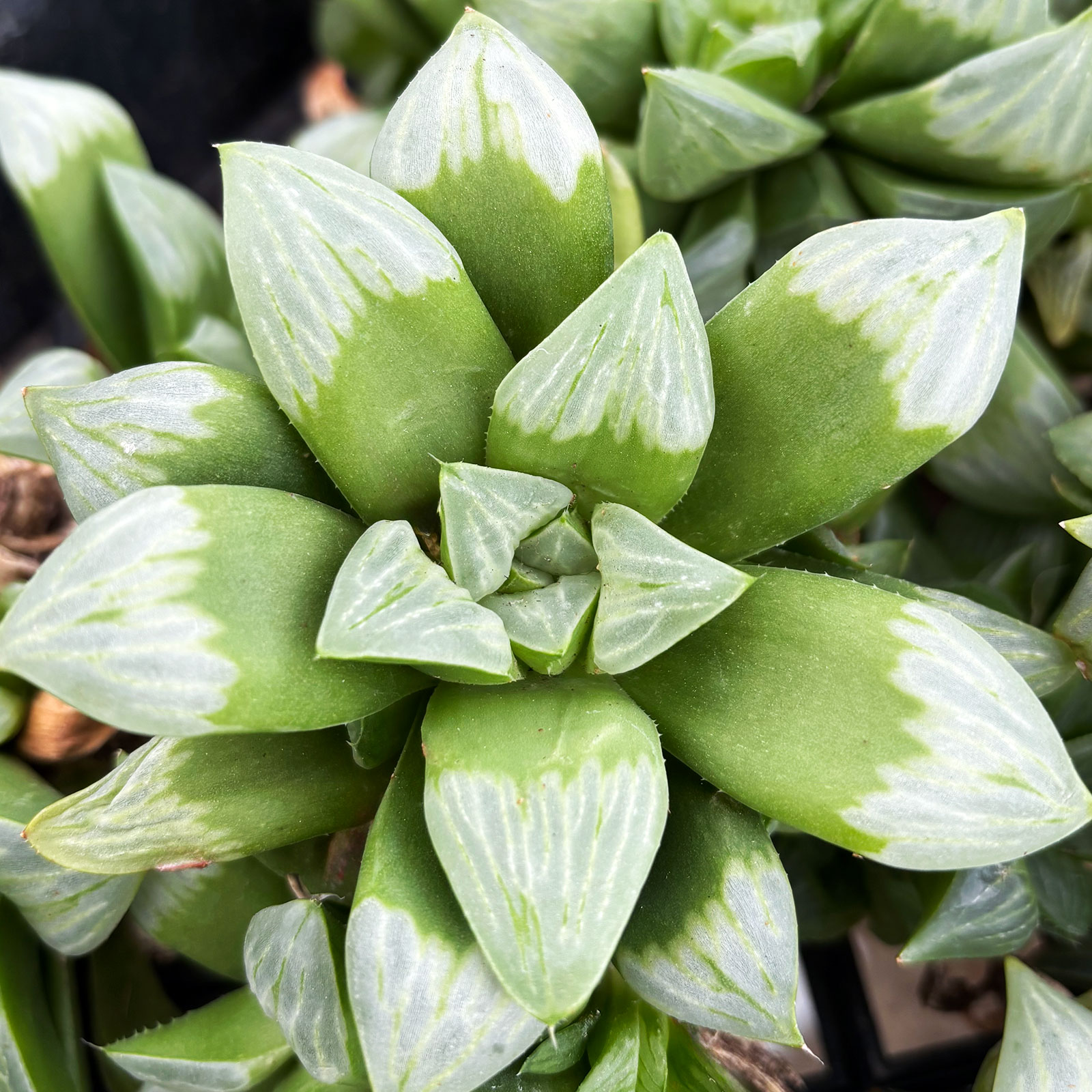 I'm interested in Haworthia mutica 'Byakuya' [large] [bare root].  What does 'bare root' mean?