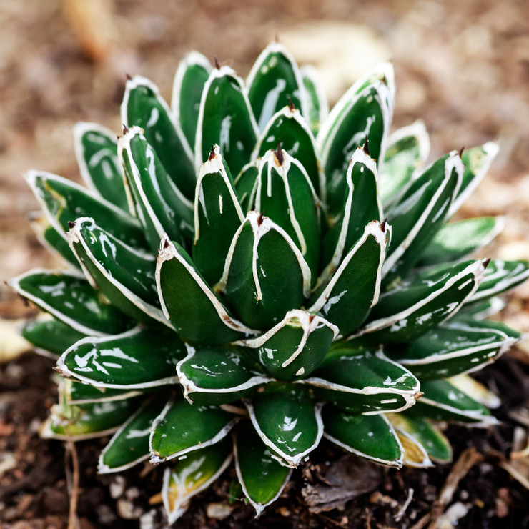 Hi! The Agave victoriae-reginae has photos of different plants. How can I order the round fuller leafy plant shown?