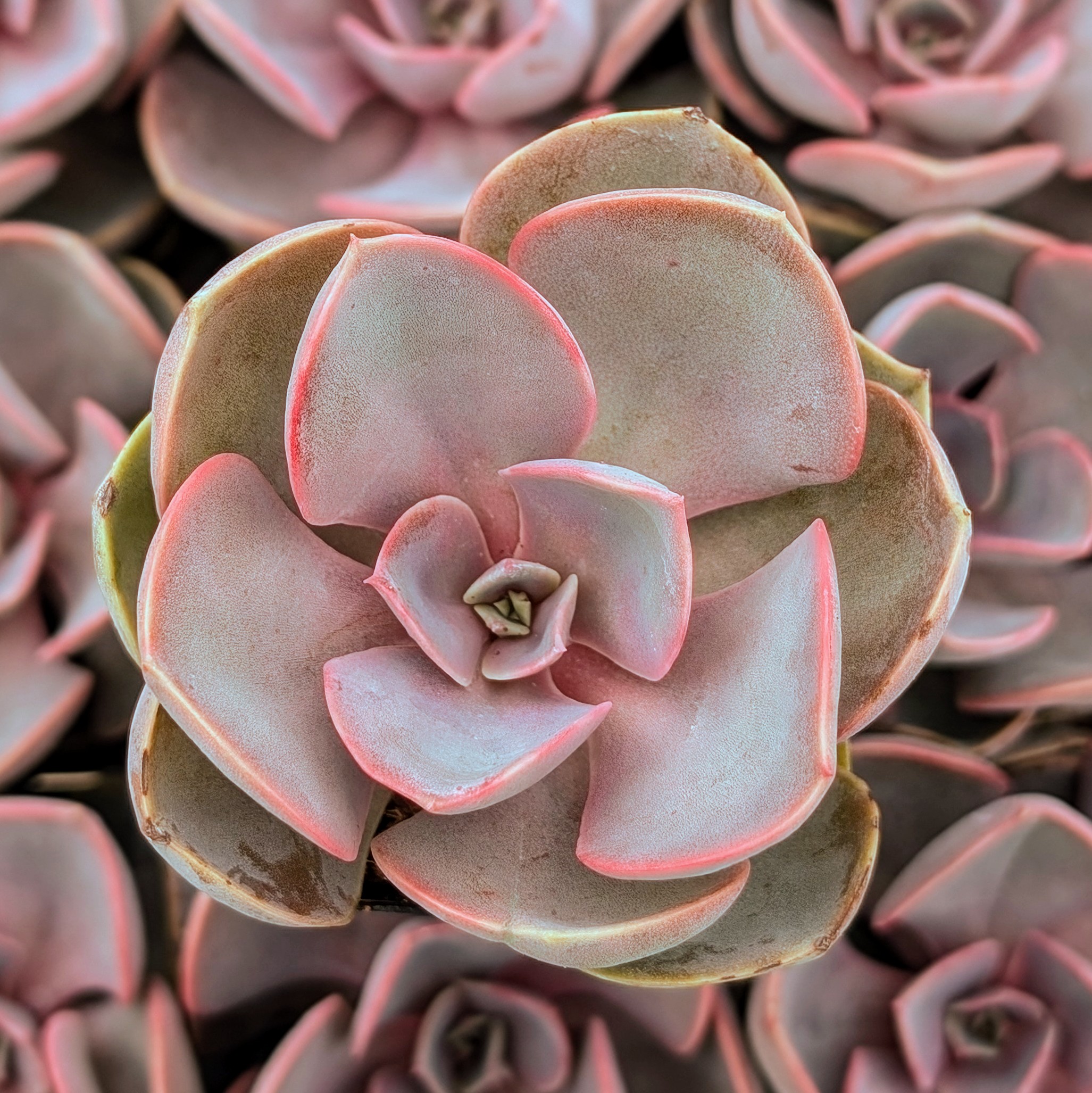 Echeveria 'Red Sky' Questions & Answers