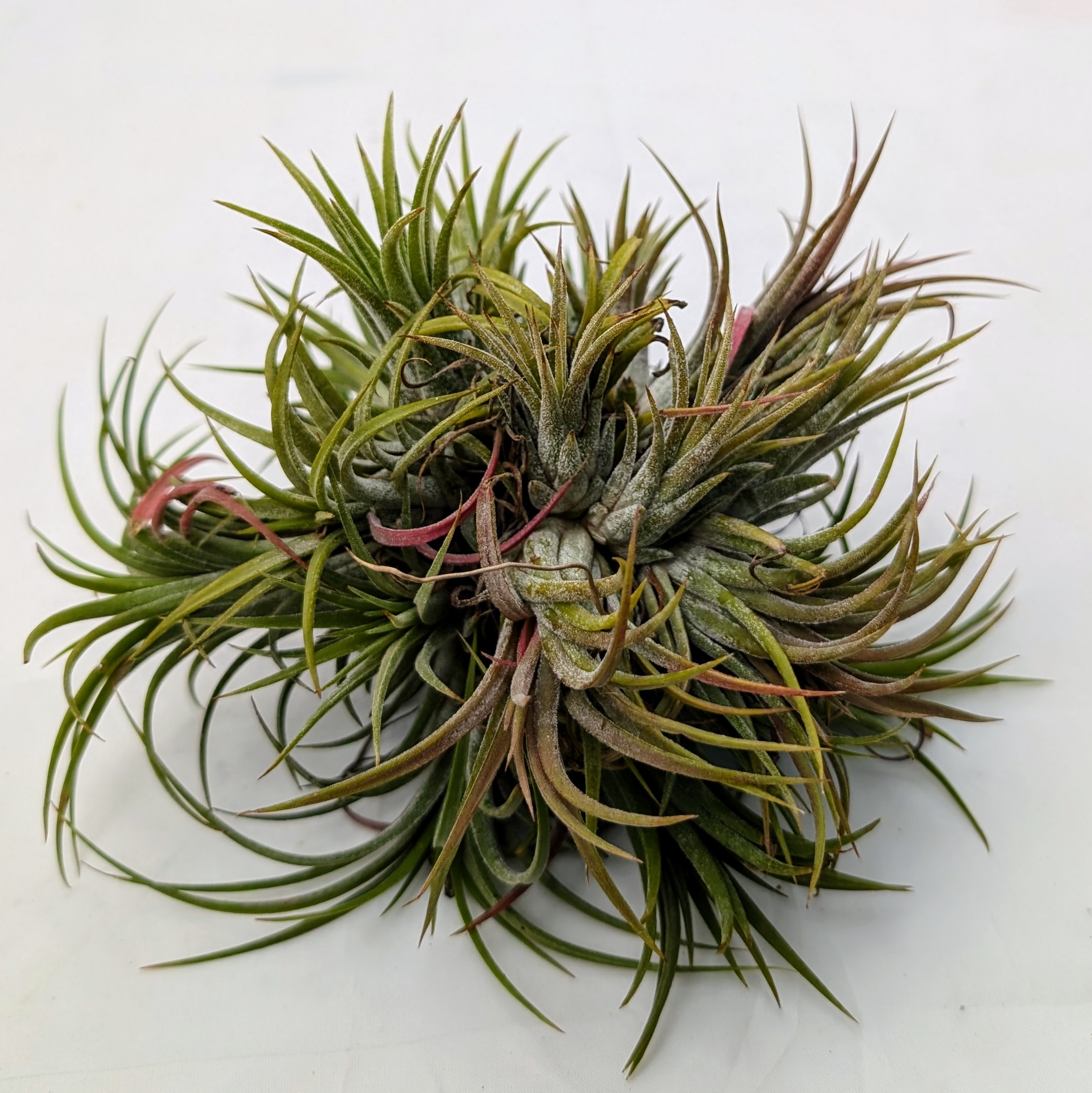 Air Plant - Tillandsia ionantha clump [5.0"] Questions & Answers