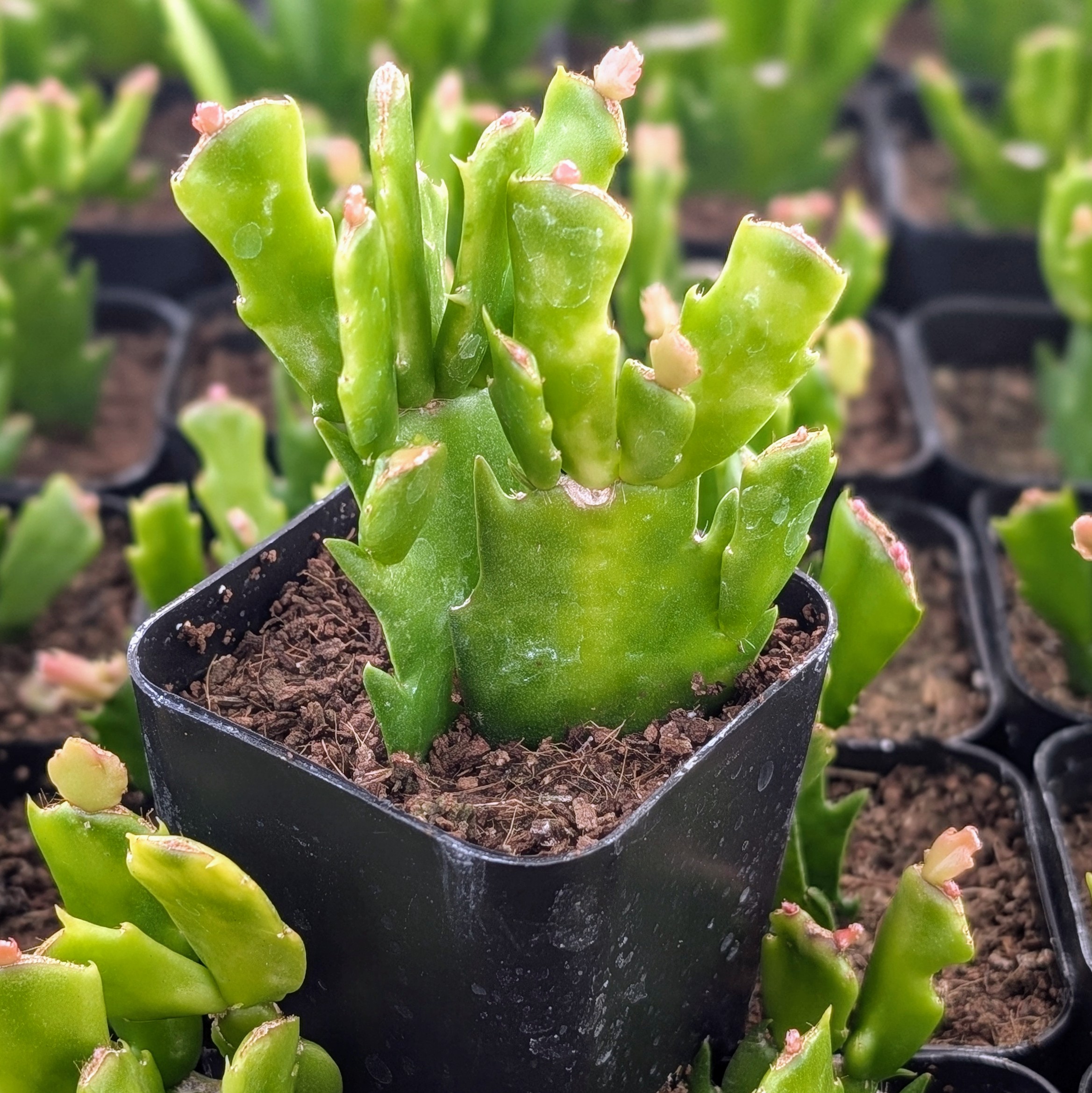 Schlumbergera truncata - Vida Orange [limited] Questions & Answers