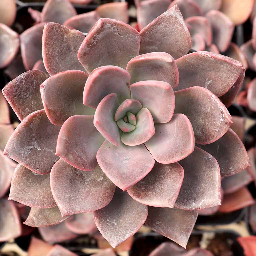 Should you spritz your succulents when it’s very hot