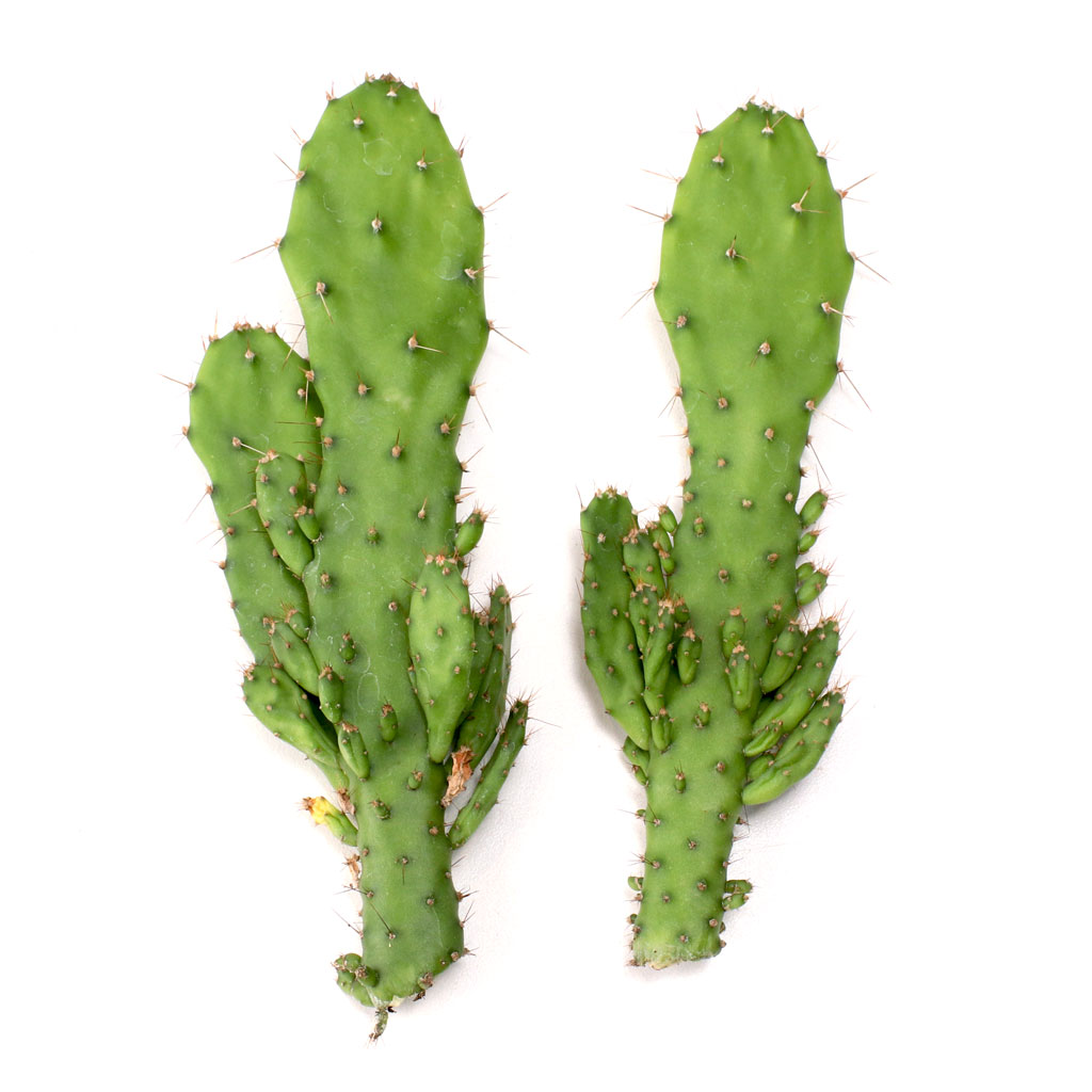Maverick Cuttings [5"-6"] Questions & Answers