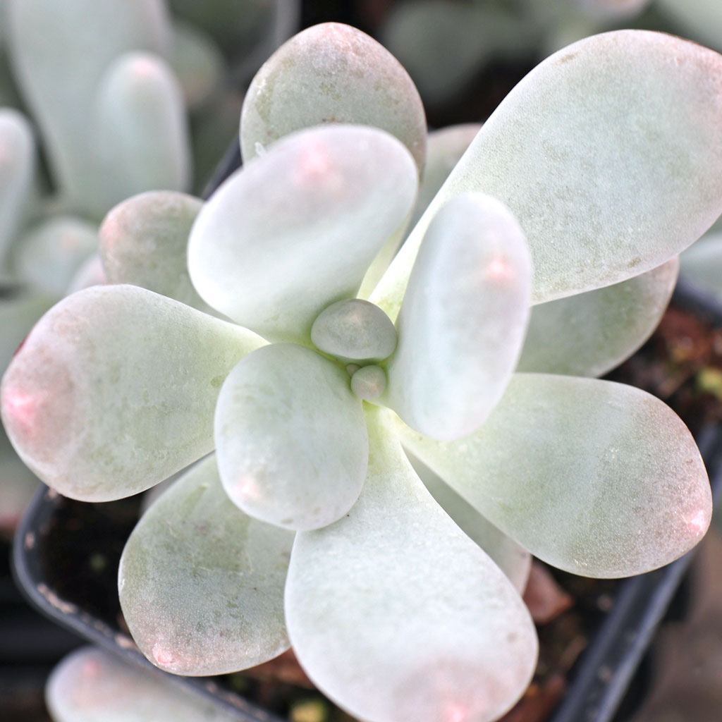 Pachyphytum 'Blue Haze' Questions & Answers