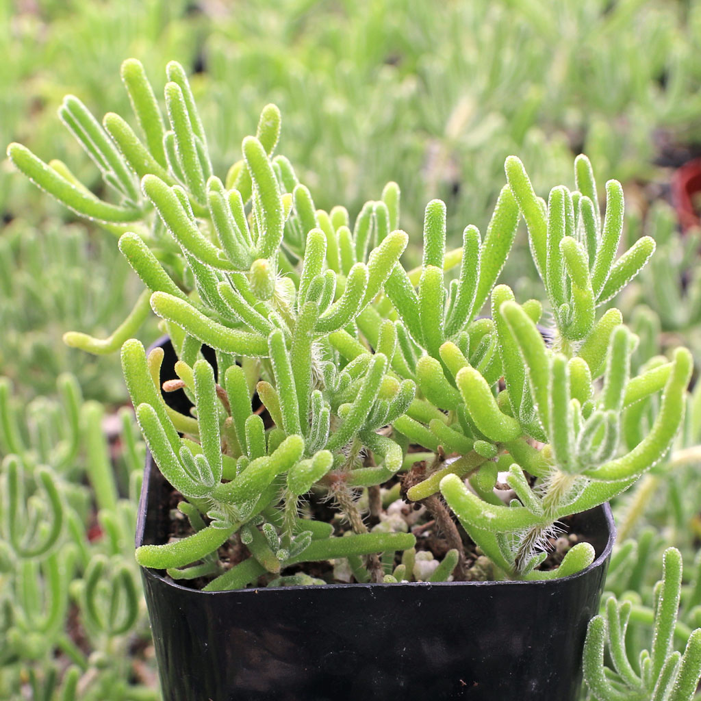 What other succulents can be planted in a container with Drosanthemum Hispidum? Any genera/species to avoid?