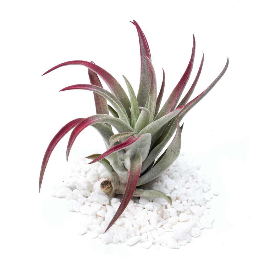 Air Plant - Tillandsia harrisii (burgundy, enhanced) [4.0-5.0"] Questions & Answers