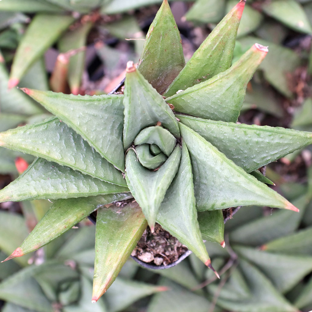 Haworthia limifolia var. keithii Questions & Answers