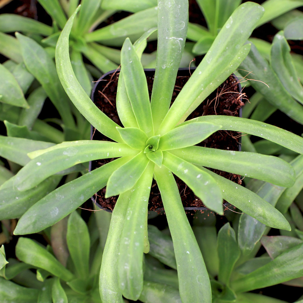 Is Lewisia cotyledon compatible with black walnut?