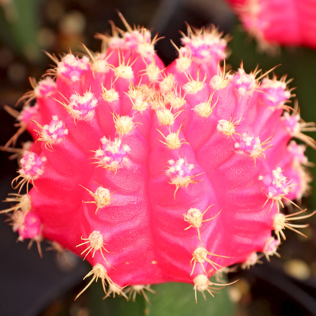 Cactus has small satellite off of pink flower. Can I pick it and replant?