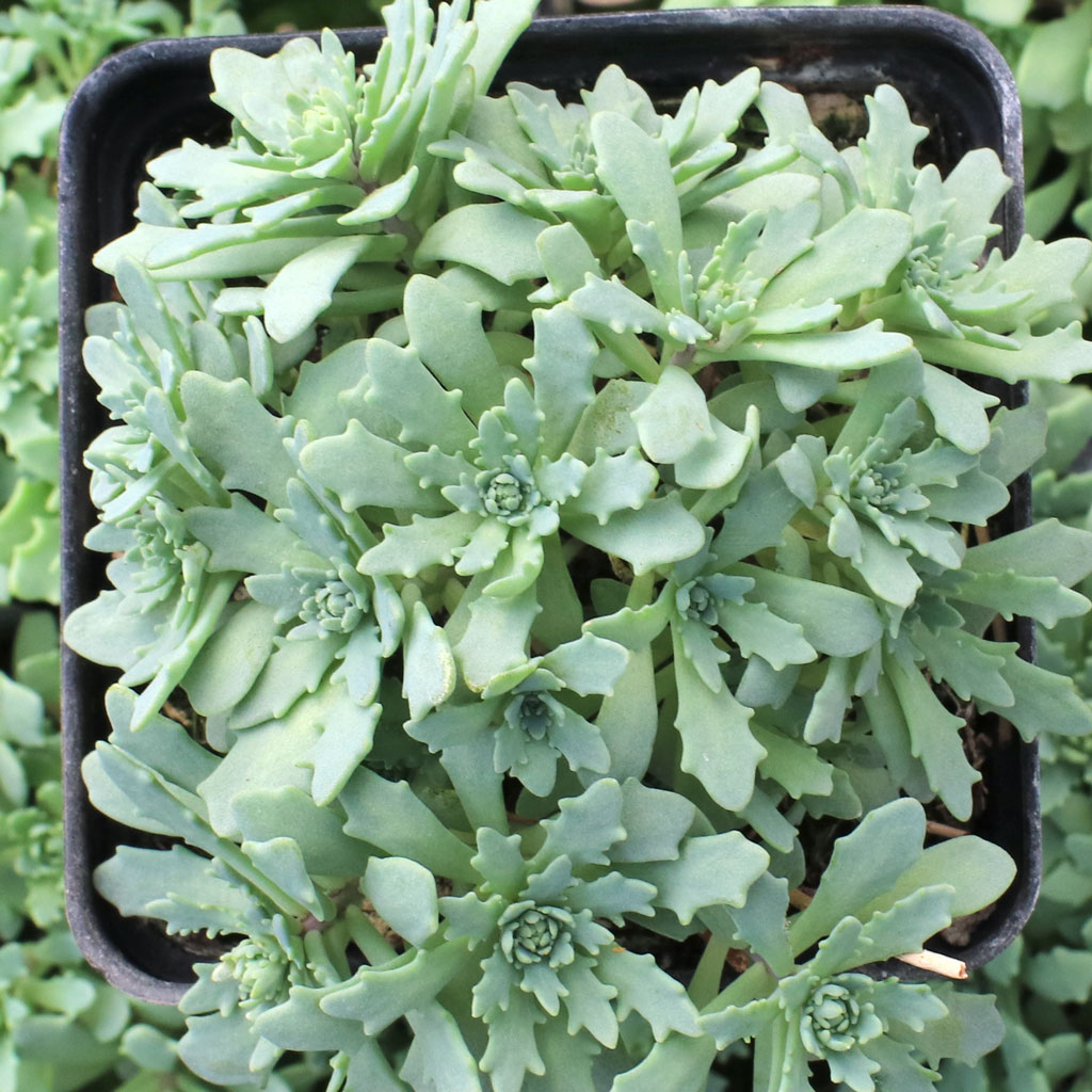 Sedum 'Mongolian Stardust' Questions & Answers