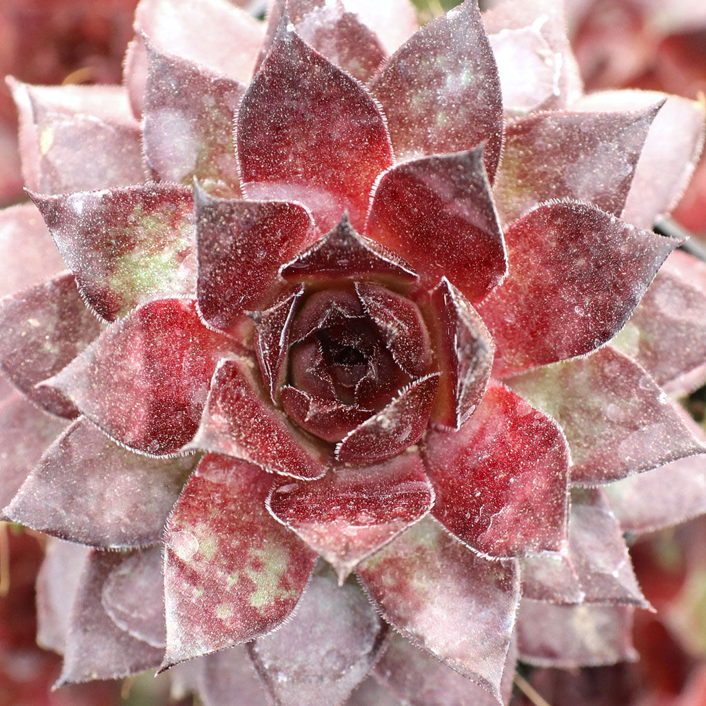 Does chick charms dies after flowering like sempervivum?