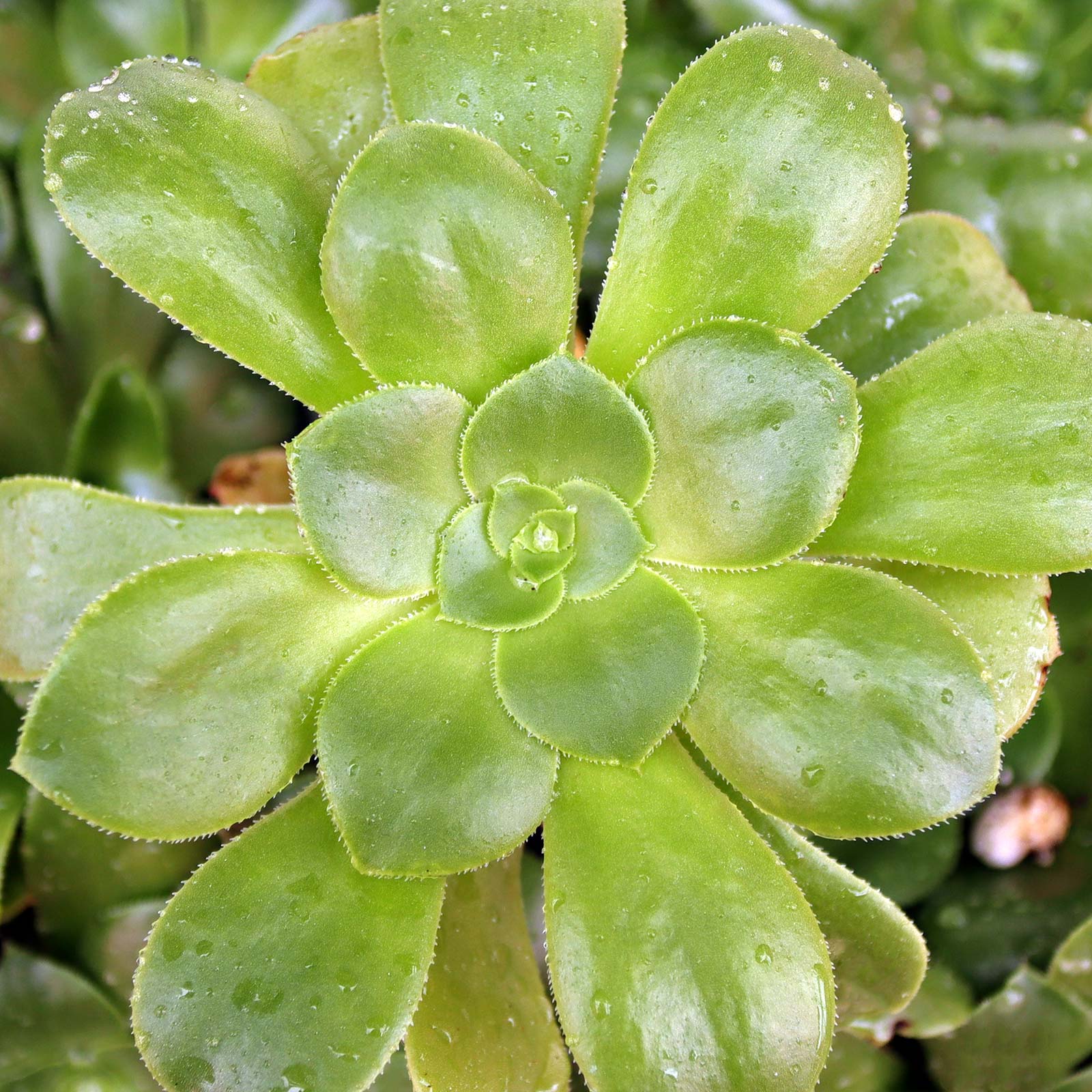 Aeonium urbicum Questions & Answers