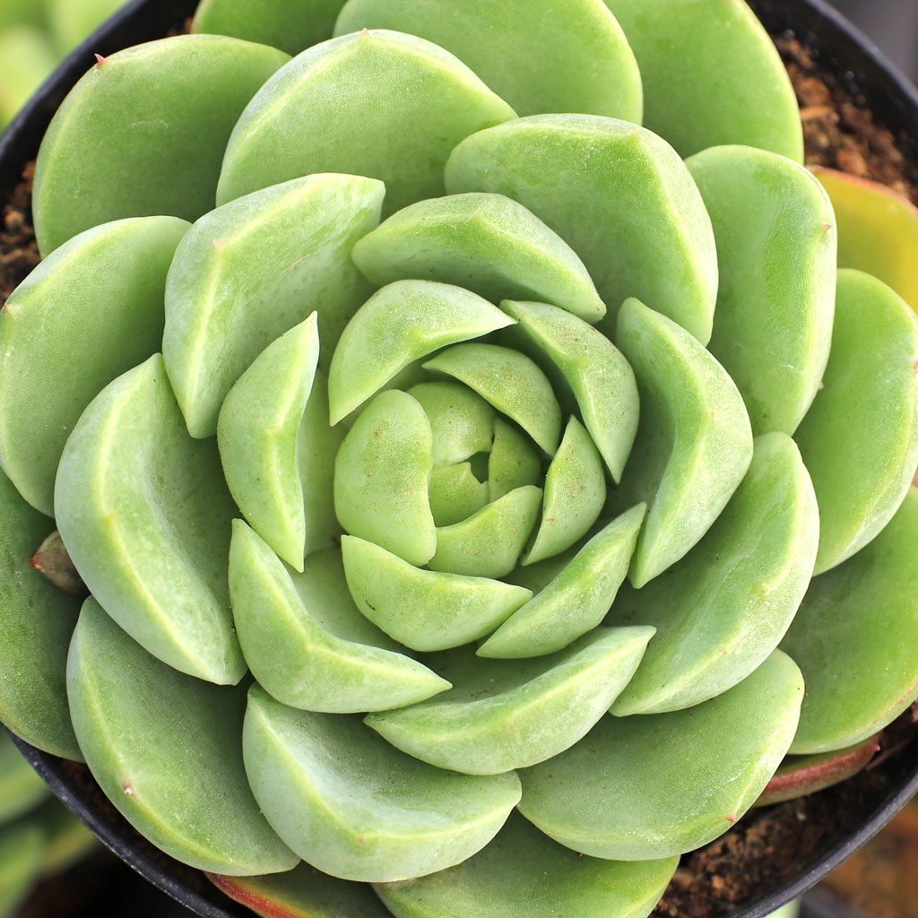 Echeveria 'Lime n' Chile' Questions & Answers