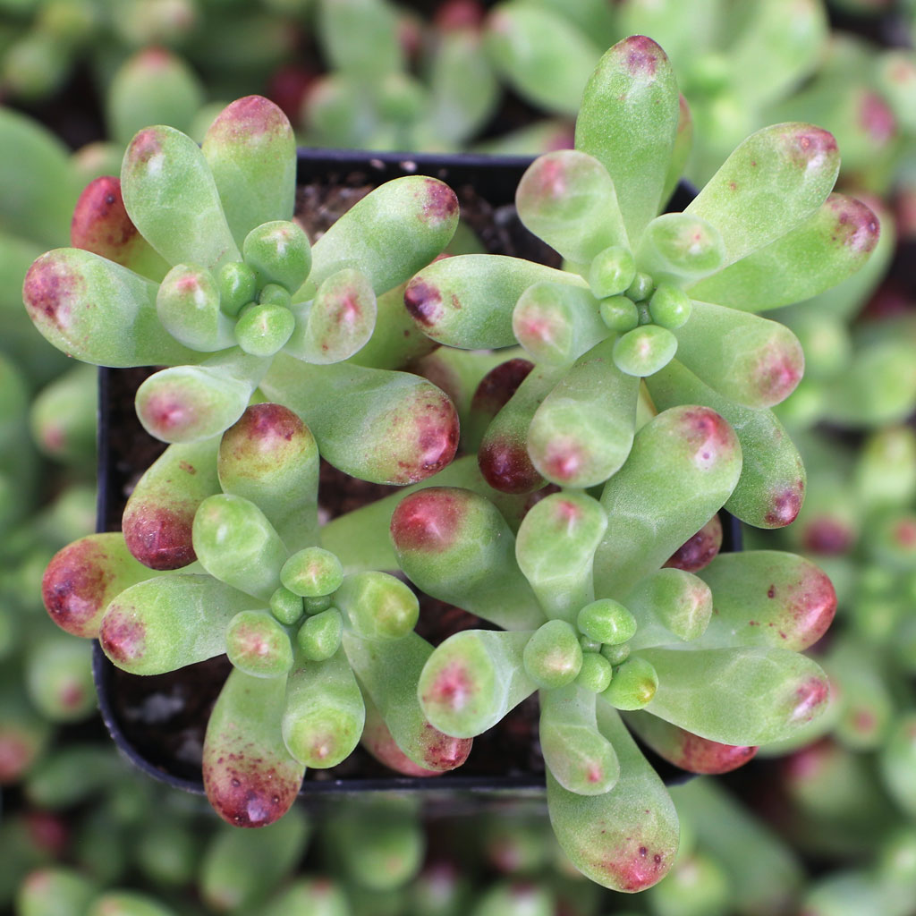Sedum 'Salsa' Questions & Answers