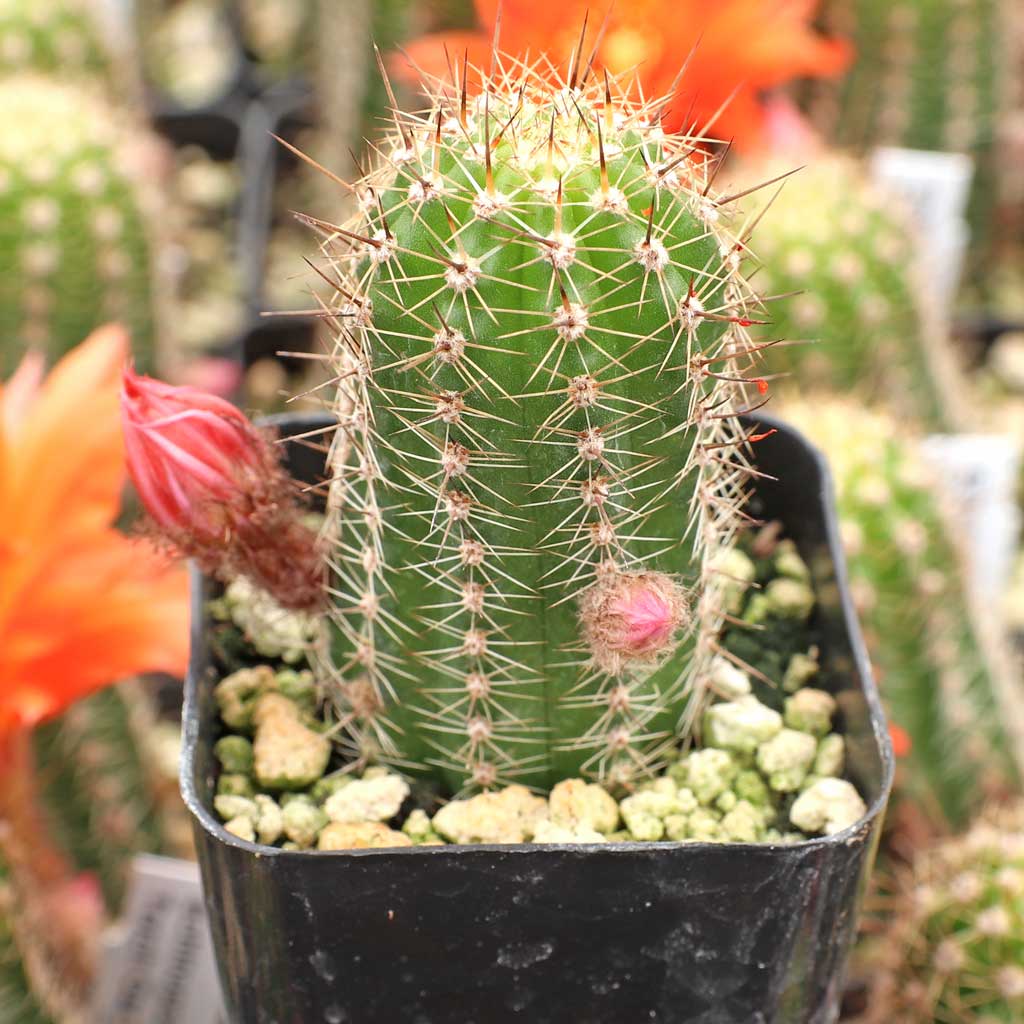 How does Echinopsis huascha differ from E. spachiana?