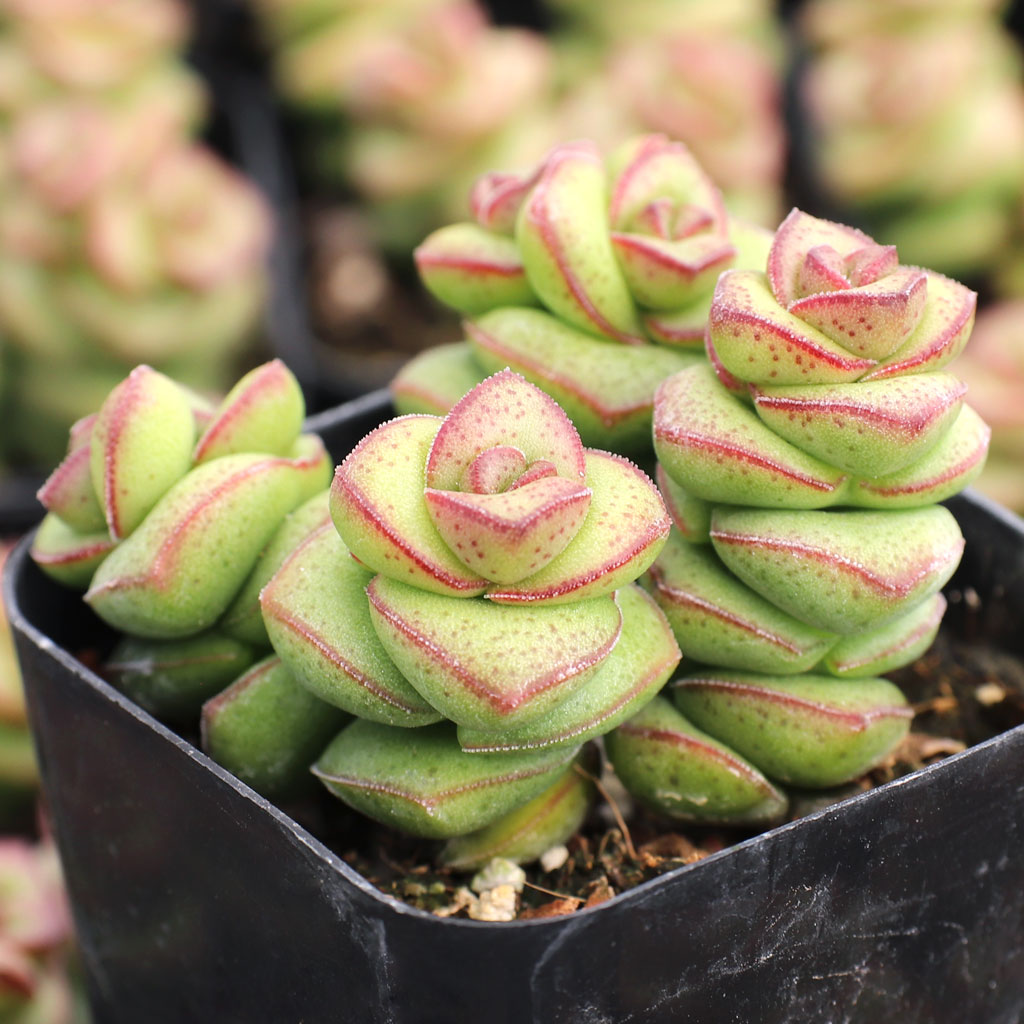 Crassula 'Jade Necklace' Questions & Answers