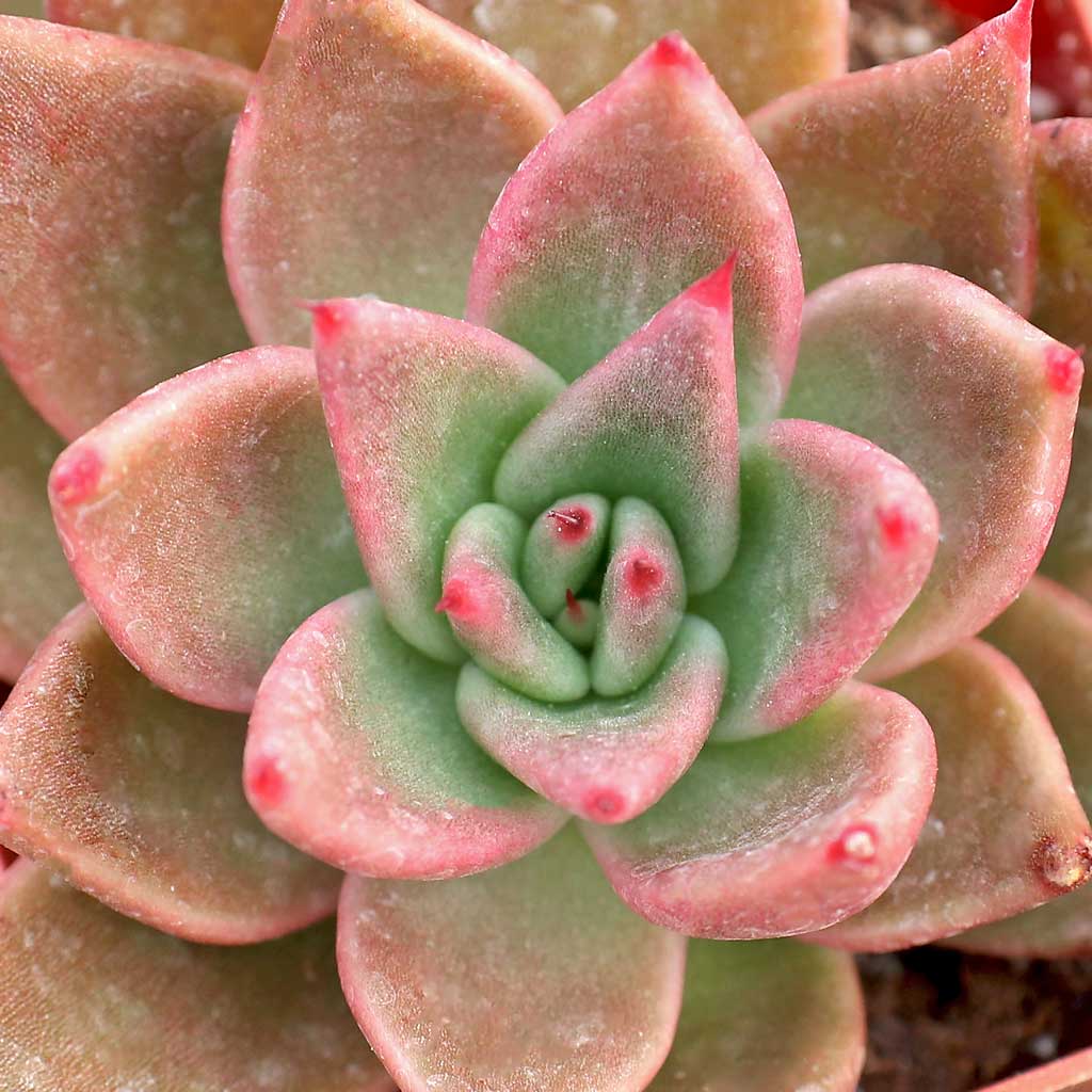 Echeveria agavoides 'Bronze Beauty' Questions & Answers