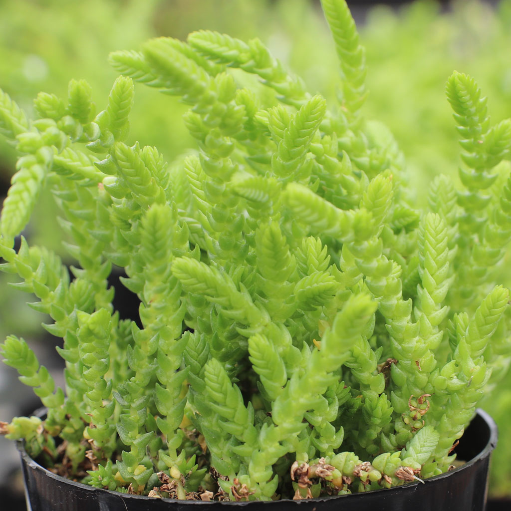 Can I grow these Crassula Watch Chain in a hanging pot outdoors in shade?