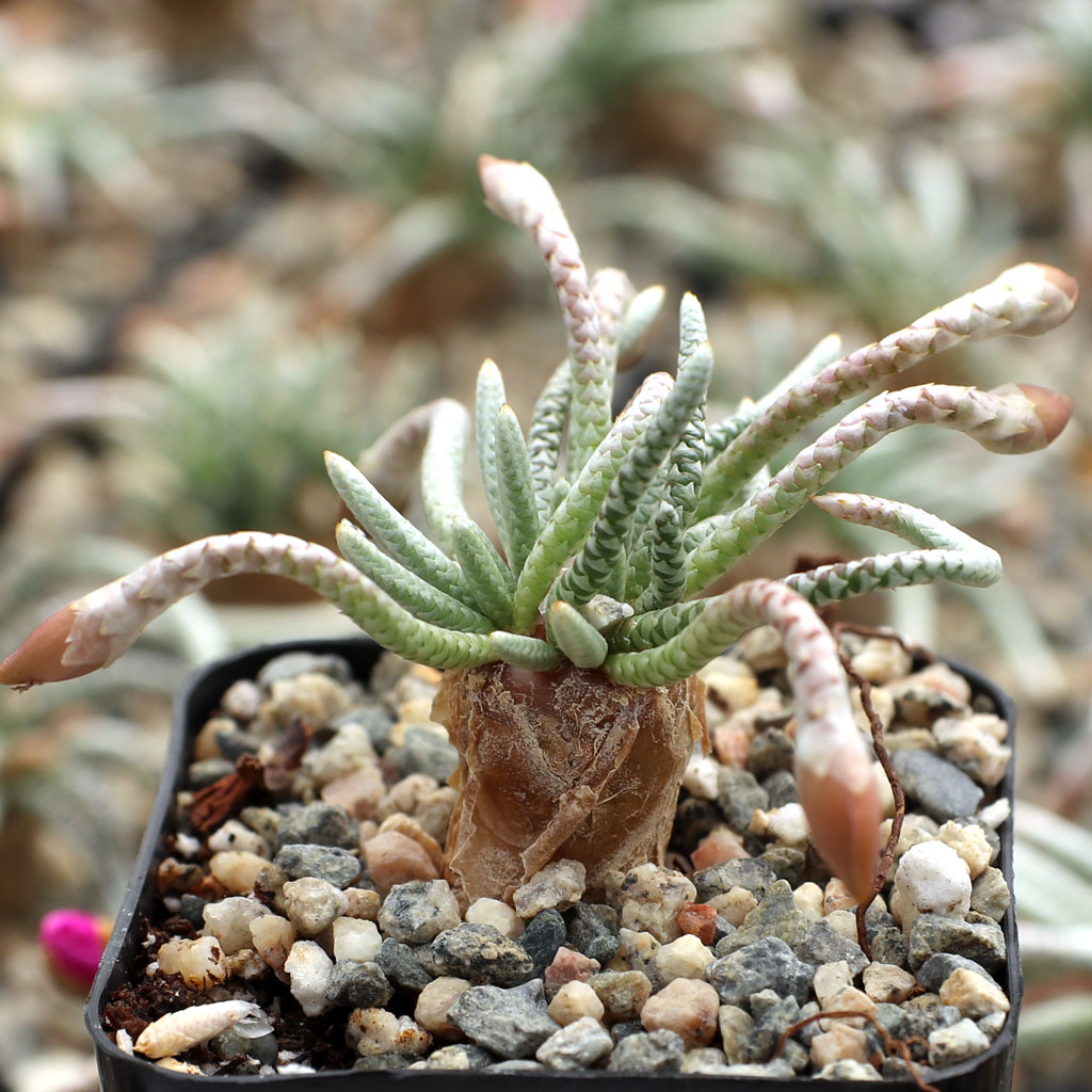 Why are flower buds shriveling?